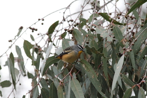 Front for Spotted Pardalote #26