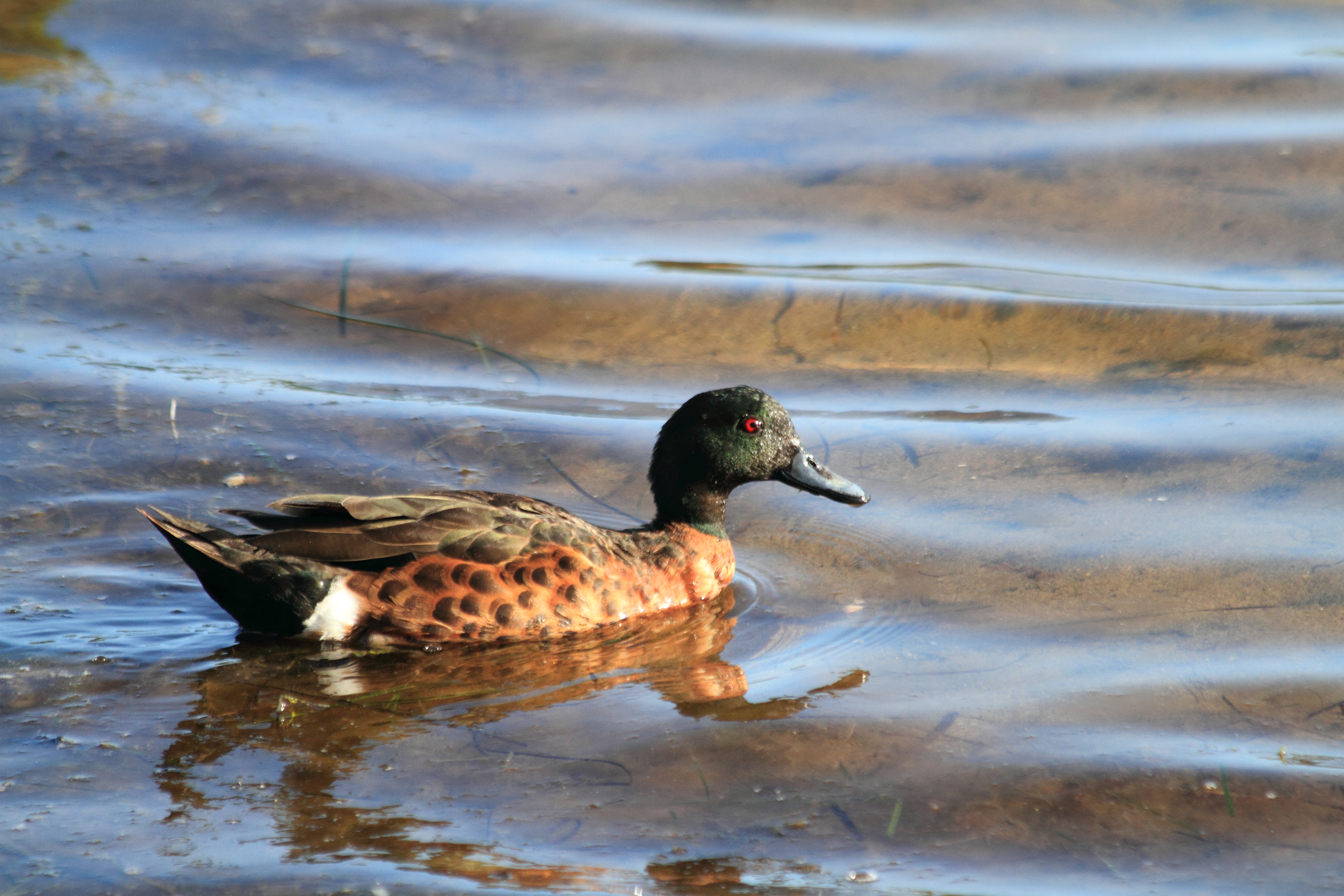 Public for Chestnut Teal #25