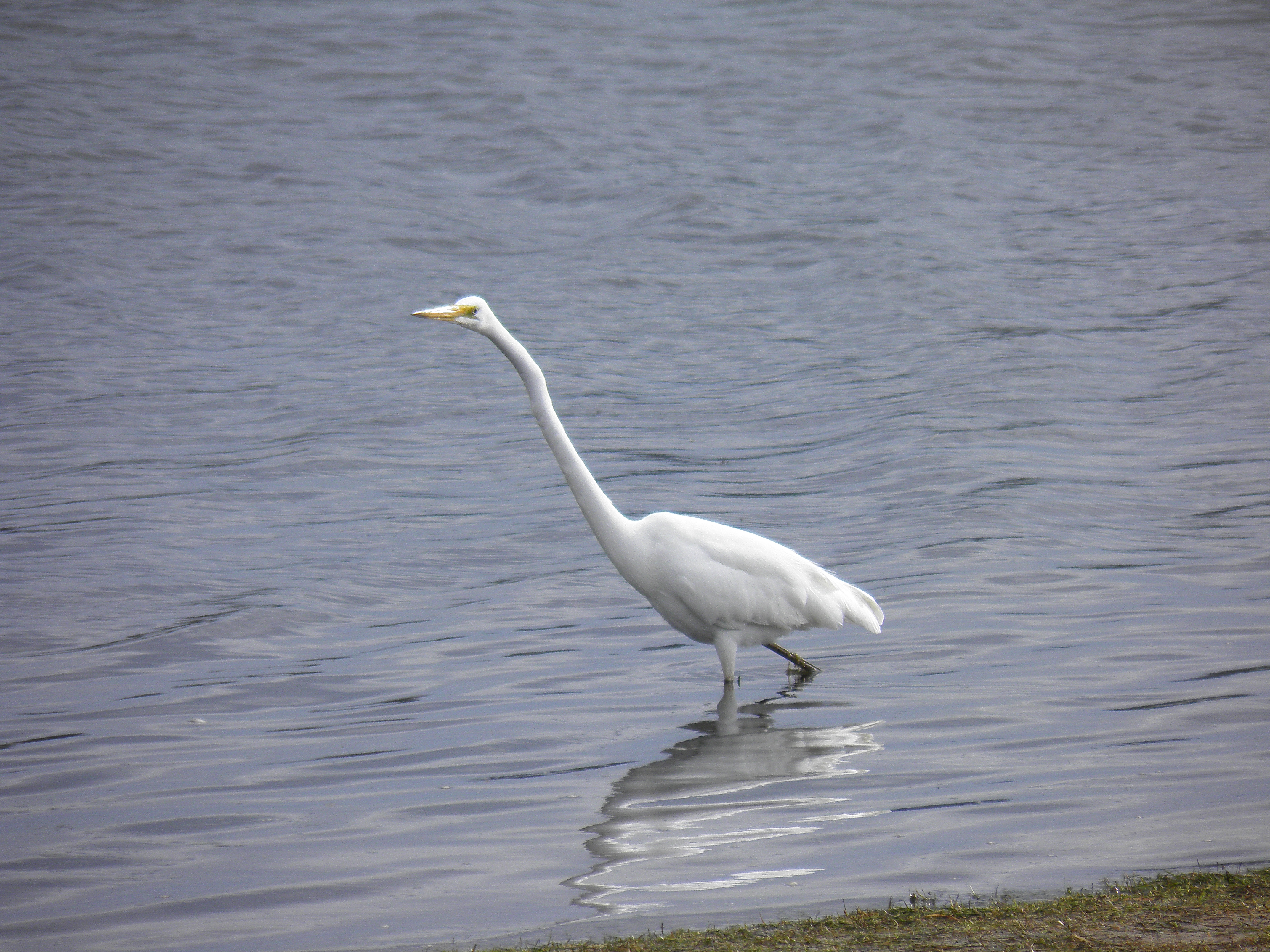 Public for Eastern Great Egret #17