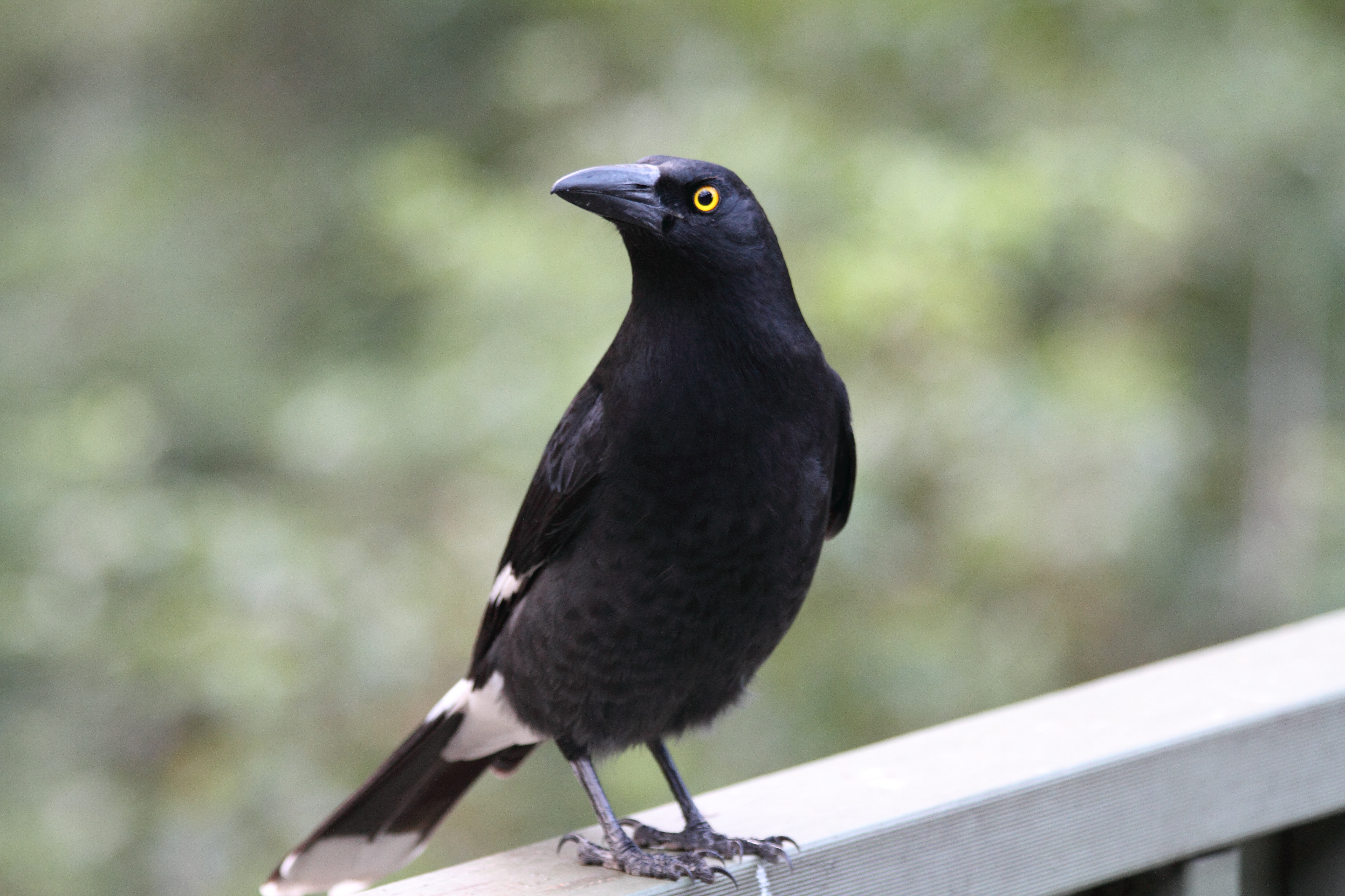 Public for Pied Currawong #14