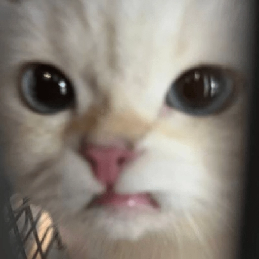 Front for Disapprove