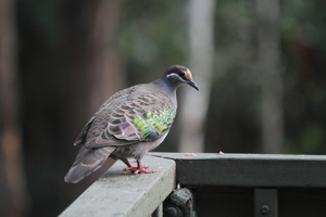 Front for Common Bronzewing #24