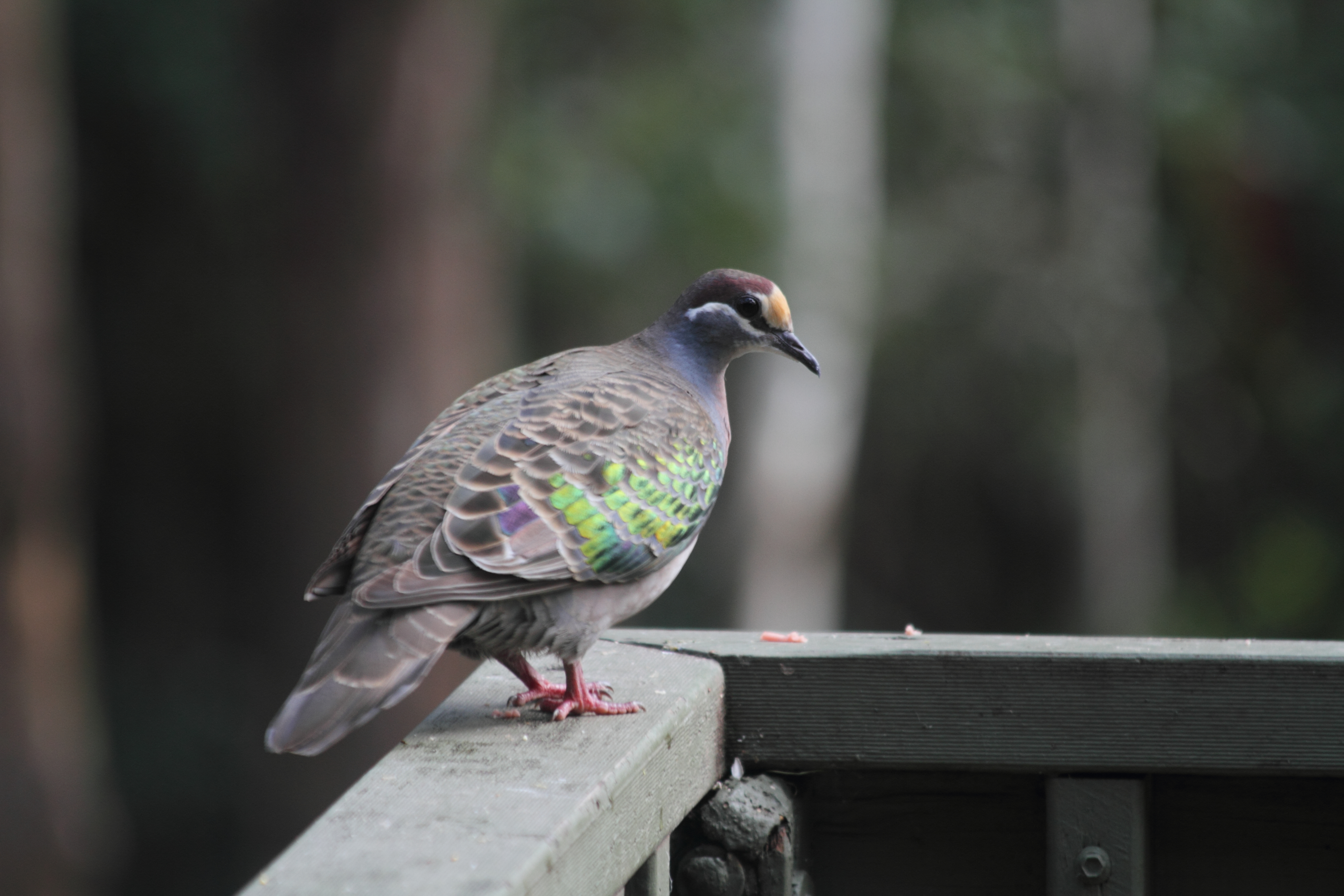 Public for Common Bronzewing #24