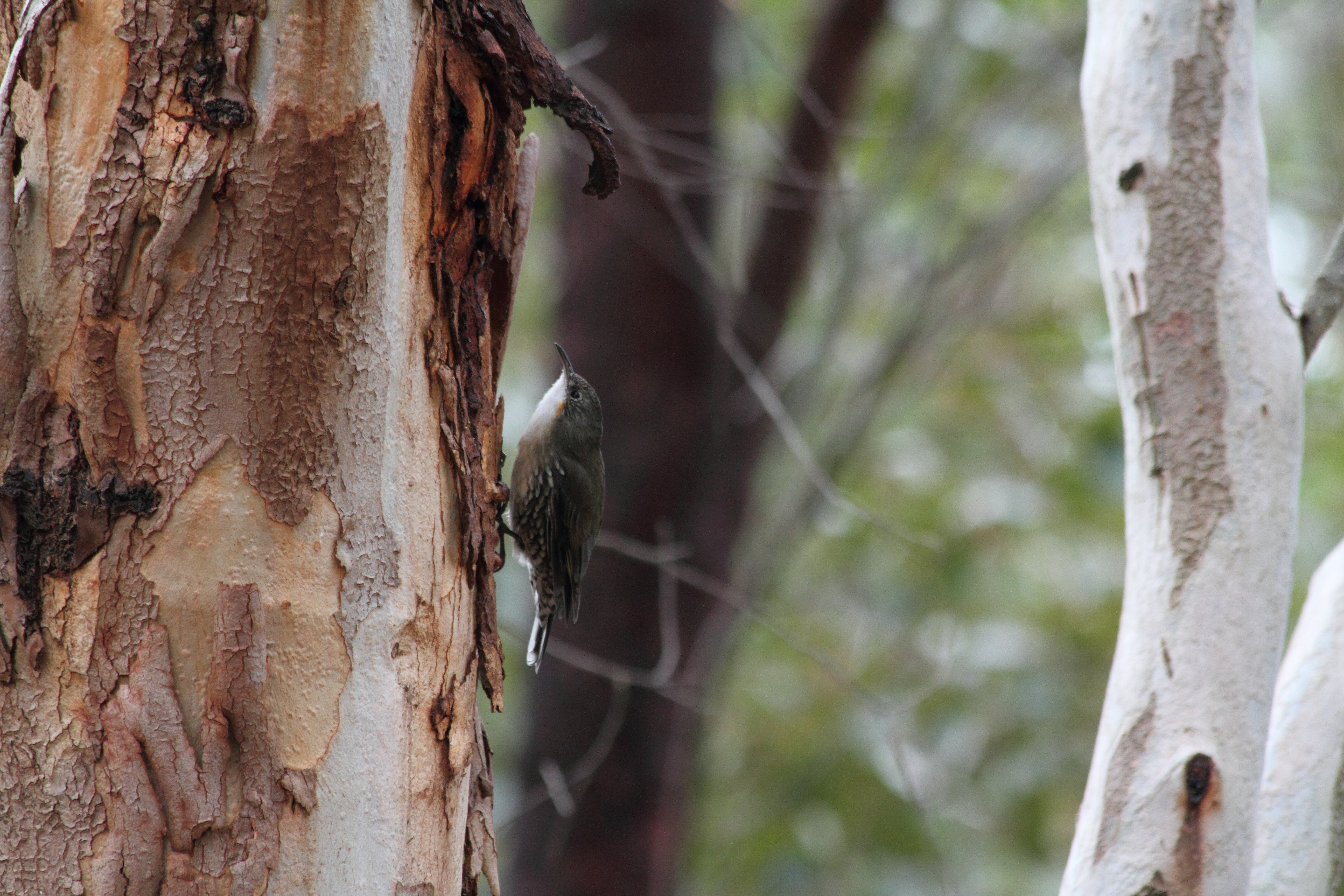 Public for White-throated Treecreeper #20