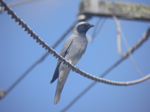 Front for Black-faced Cuckoo-shrike #13