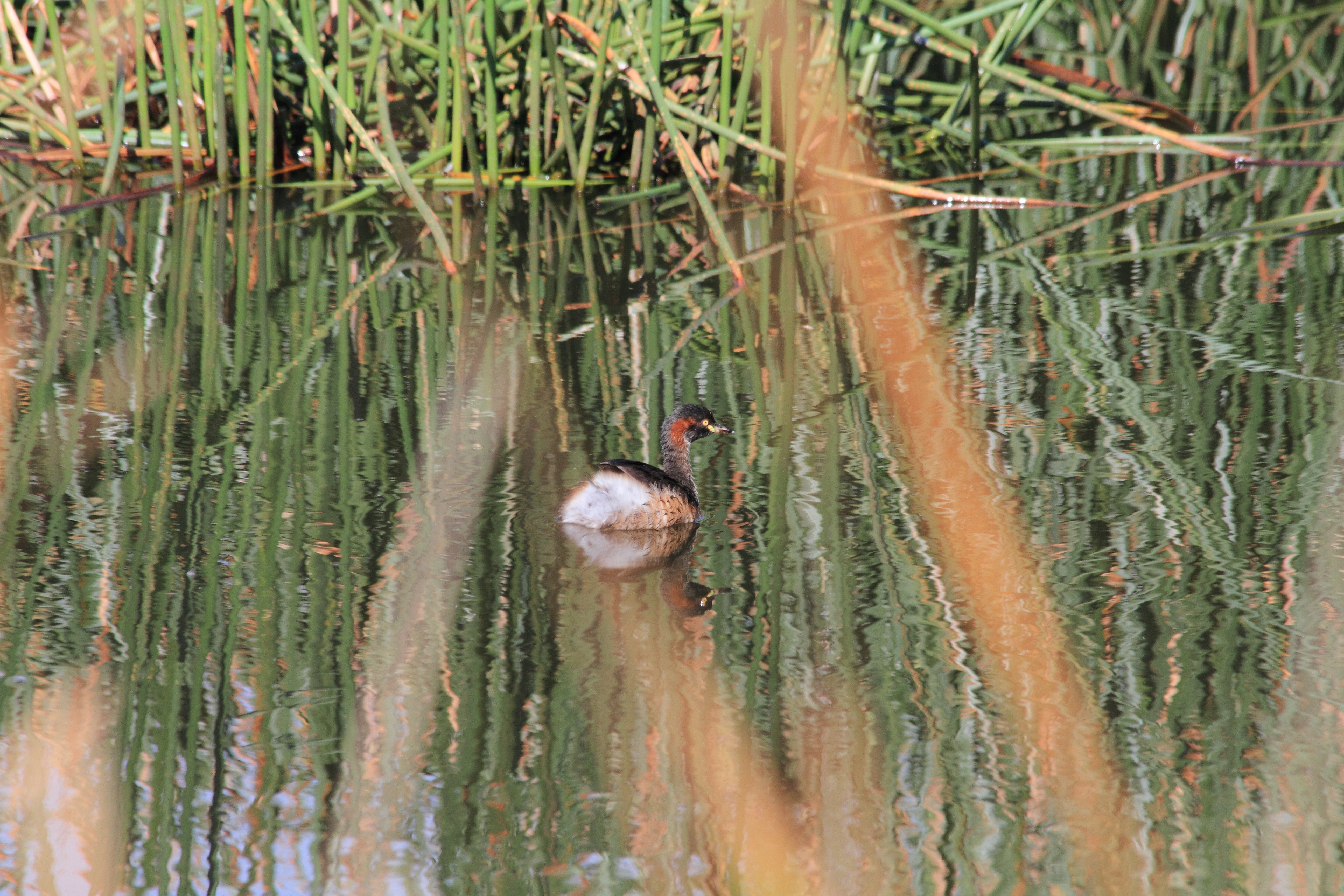 Public for Australasian Grebe #22