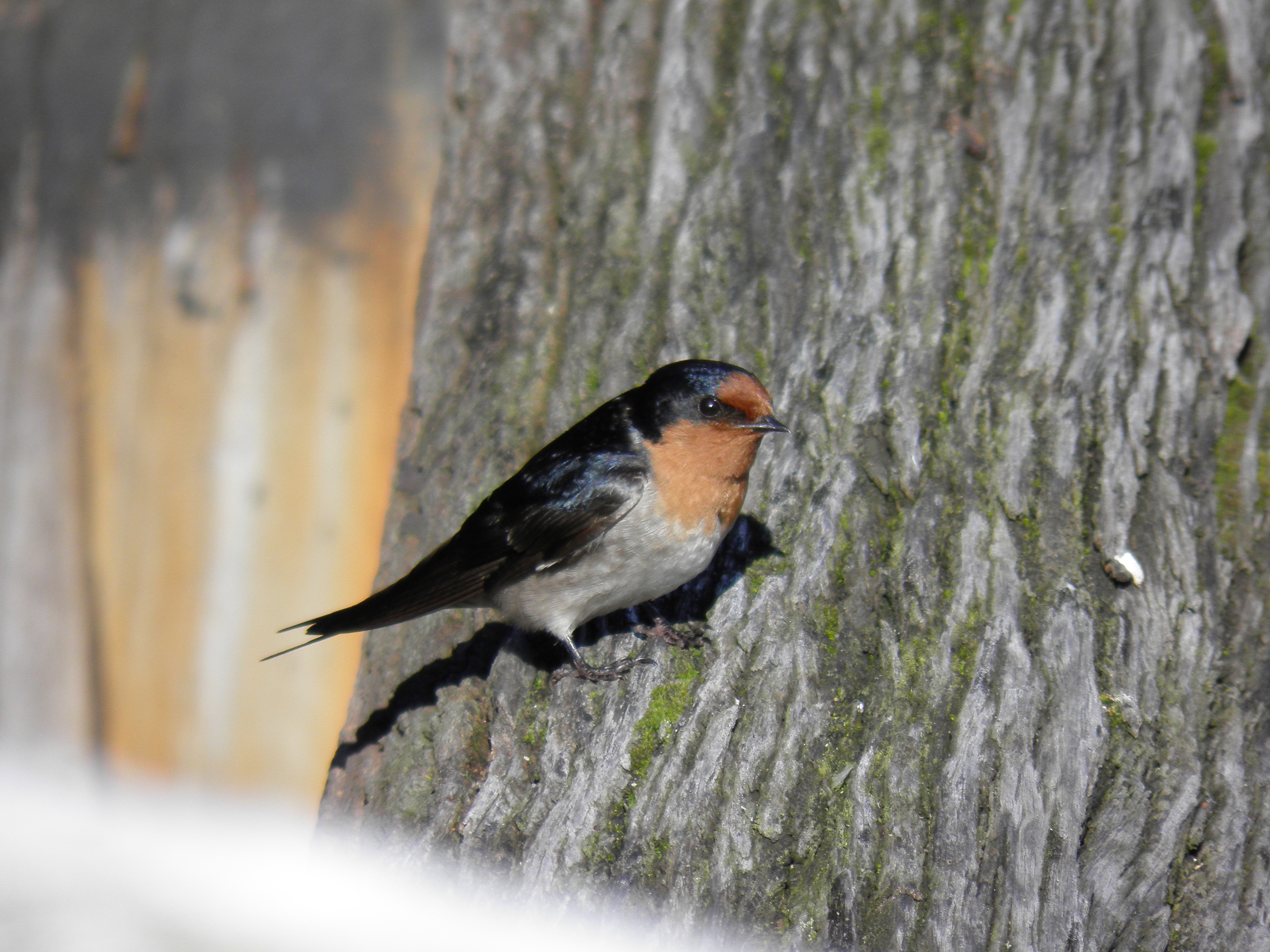 Public for Welcome Swallow #11