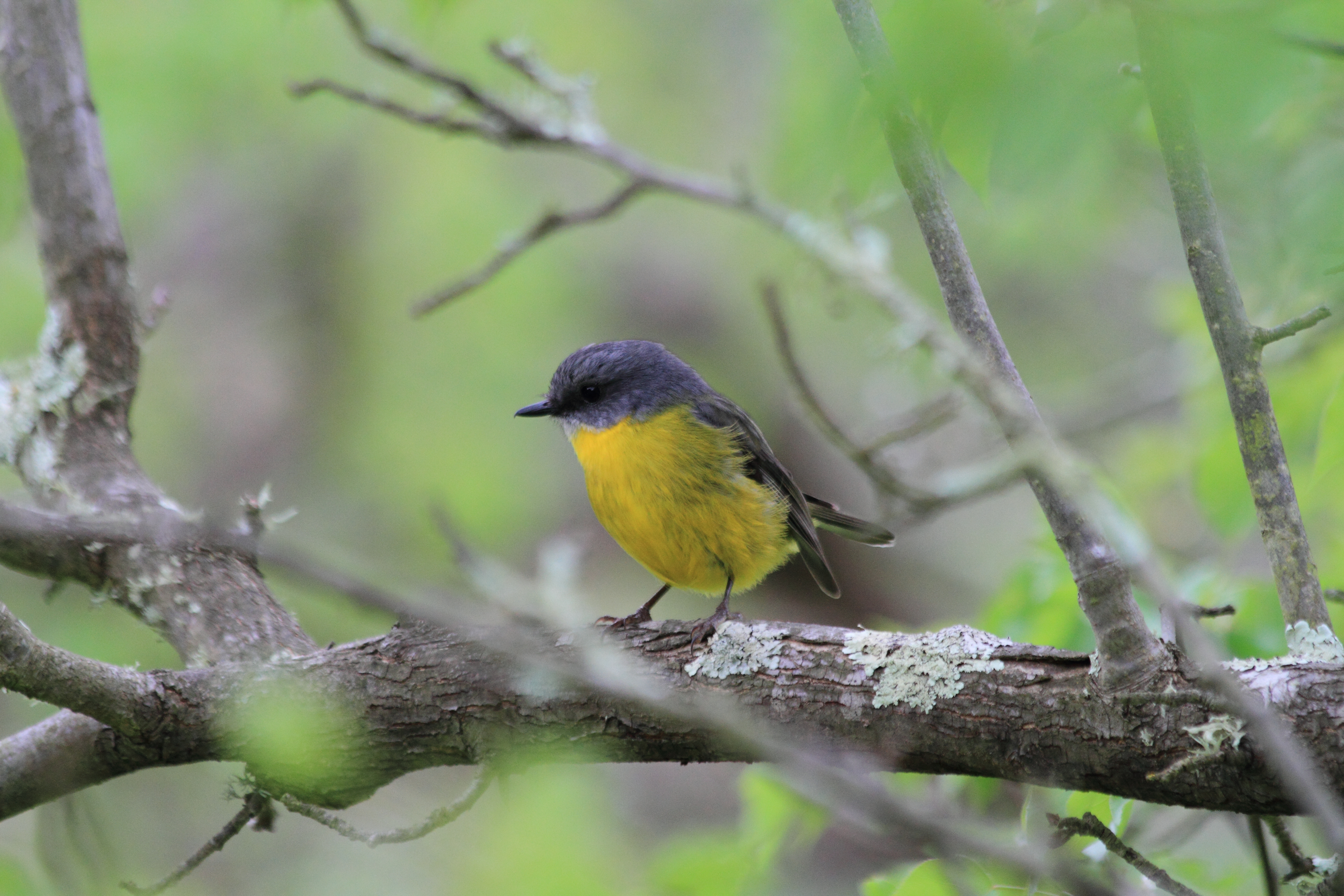 Public for Eastern Yellow Robin #8