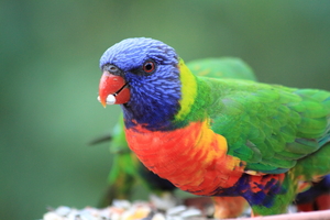 Front for Rainbow Lorikeet #3