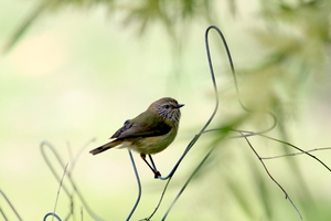 Front for Striated Thornbill #19